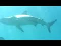 solomon island- swimming with the sharks