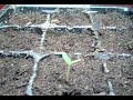 Naga Jolokia Germination