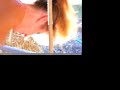 Hoof Trimming for Barefoot Performance Horses