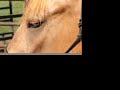 Hoof Trimming for Barefoot Performance Horses