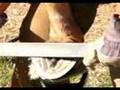 Hoof Trimming for Barefoot Performance Horses