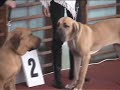 Fila Brasileiro - Walentynkowa 2007