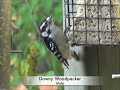 Seen at the Feeder Seen at the Feeder
