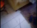 videos de Gatxinhah doidinhaAa xD