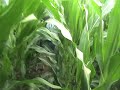jeepers creepers/ corn maze