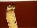 DOMADOR DE SERPENTE