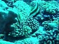 Tallship Soren Larsen - French Polynesia 3