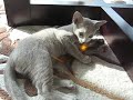 Kitten playing with fur toy Kitten playing with fur toy