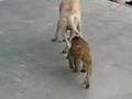 Monkey vs. Dog: Battle of the Rope