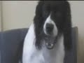 Mercer Health Needs a Dog-Gone MRI
