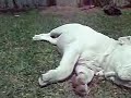 Bulldog \"Cala\"