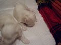 Cuccioli Maltese 5