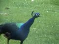 Symphonie der Tiere