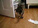 kitty trying to eat a bug kitty trying to eat a bug
