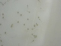 Thumbnail #3