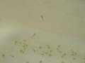 Batch of 206 Goldfish Eggs Hatching