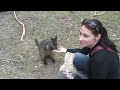 26 - cleland - nat feeds baby roo.mpg 26 - cleland - nat feeds baby roo.mpg