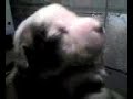 tookie pups 5