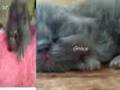 videos de Cuccioli persiani 2008