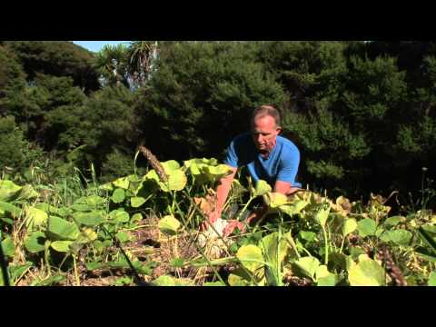 how to store pumpkins after harvest