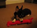 Cute corgi puppy playing with toy