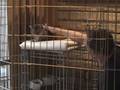 videos de Project G Part I