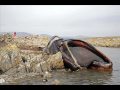 World's Biggest Animals 2