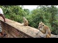Sri Lanka SIGIRIYA MONKEYS 1