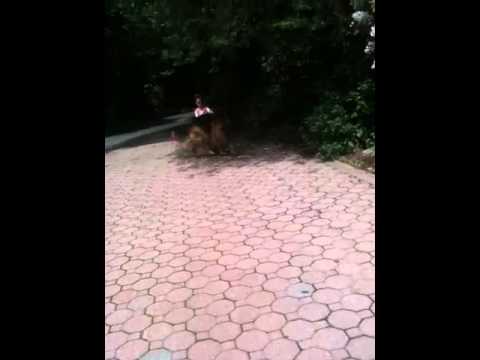 Scooterville