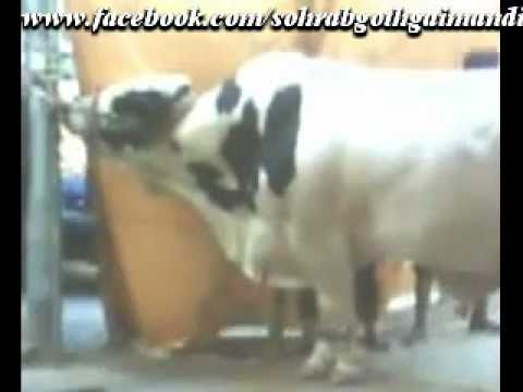 farm bull