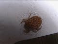 Tauben-Zecken, so sehen sie aus Tauben-Zecken, so sehen sie aus