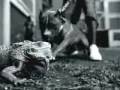 Daddy Yankee - Somos Asi Underground - videos musicales - videos de musica