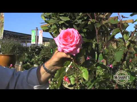 how to care rose plant in india