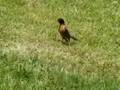 2008-05-29 | The Robin Dance ~> drumming up worms, ritual dance...nature birds wildlife dance ritual (03:11)
