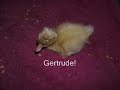 ZOOLOGY DUCKS ZOOLOGY DUCKS