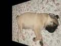 ATX. Carlino / Pug XD