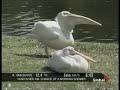 Pelican eats bird