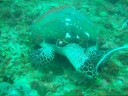 Turtles, Philippines Panglao Turtles, Philippines Panglao