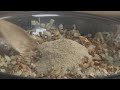 How-to make Stuffed Mushrooms. This...