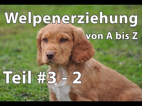 Hunde: Welpenerziehung Teil #3 - 2