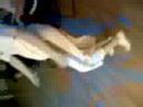 kjeld woonkamer jumping