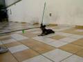 Treinamento Wiliie