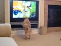 Pug attacks tv