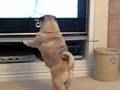 Pug Attacks TV