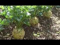 View 16 How To Grow Celeriac