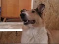 Smooth collie puppies from Jantarova hviezda Smooth collie puppies from Jantarova hviezda