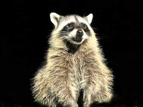 Funny Birthday Song (Rosco the Raccoon)