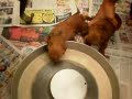 Hawaii Fi-do Service Dogs Ehu's pups first messy 