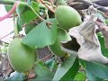 Kiwifruit Sweetie - Female