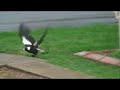 Sony HDR-SR7 Slow Motion Demo(insanly slow)